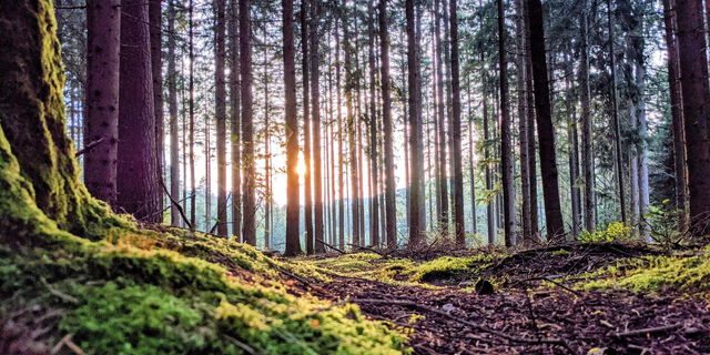 Baumarteneignung im Klimawandel